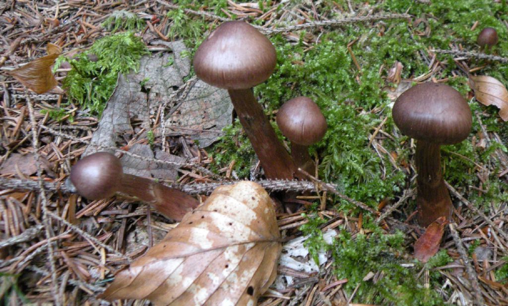 Cortinarius brunneus?